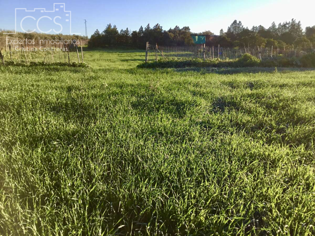 Venta de finca de 8.496 m2 de terreno con una construcción de 144 m2 construidos en Pilas. photo 0