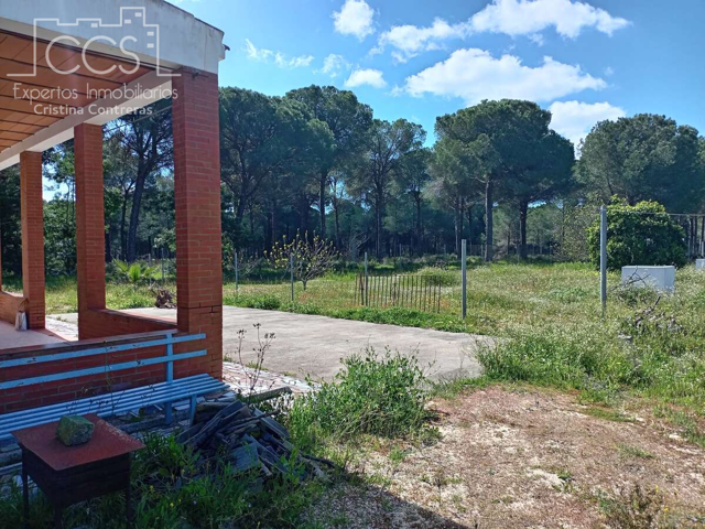 Venta de finca en CONCESIÓN de 2.500m2 de terreno con una casa de aperos de 75m2 construidos, en Almonte (Huelva) 75m2 photo 0