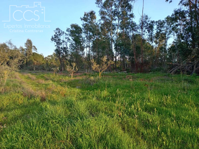 Venta de finca de 7.283M2 de terreno en PROPIEDAD,  y 2.400m2 en CONCESÓN, con  una casa de aperos  de 70m2, en Almonte (Huelva) photo 0