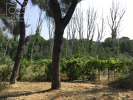 Venta de finca de 3.180 m2 de terreno con una Vivienda de 133,77 m2 construidos, y pozo legalizado  en Hinojos. photo 0