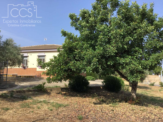 Venta de finca de 3.180 m2 de terreno con una Vivienda de 133,77 m2 construidos, y pozo legalizado  en Hinojos. photo 0