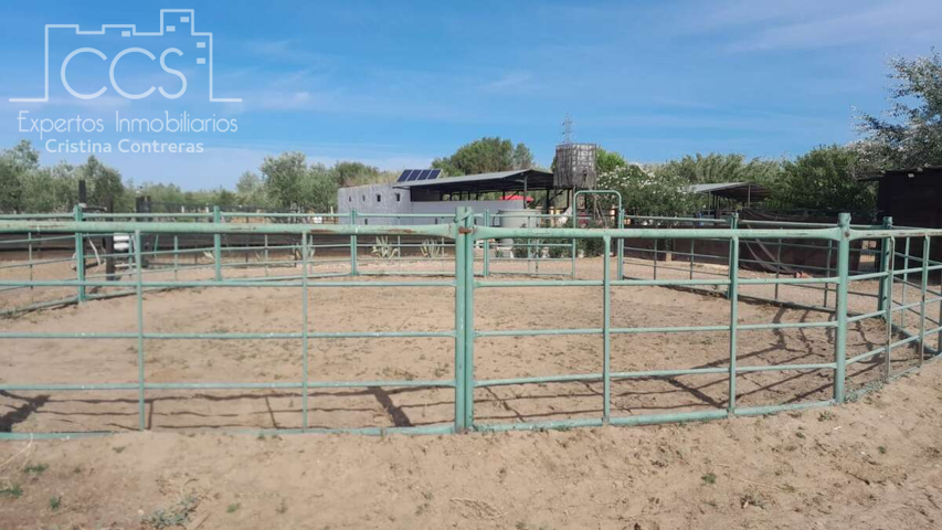 Alquiler de finca en PROPIEDAD con 19.535m2 de terreno y 2 cobertizos de tablas de 100 m2 construidos en Almonte photo 0