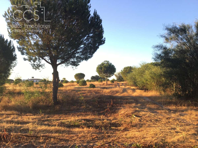 Venta de finca en CONCESIÓN de 3 ha de terreno en Almonte photo 0