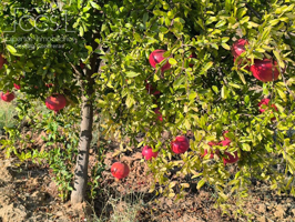 Venta de finca rural en CONCESIÓN con una superficie de 15.900 m2, vallada y muchos árboles en Almonte photo 0