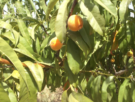 Venta de finca rural en CONCESIÓN con una superficie de 15.900 m2, vallada y muchos árboles en Almonte photo 0