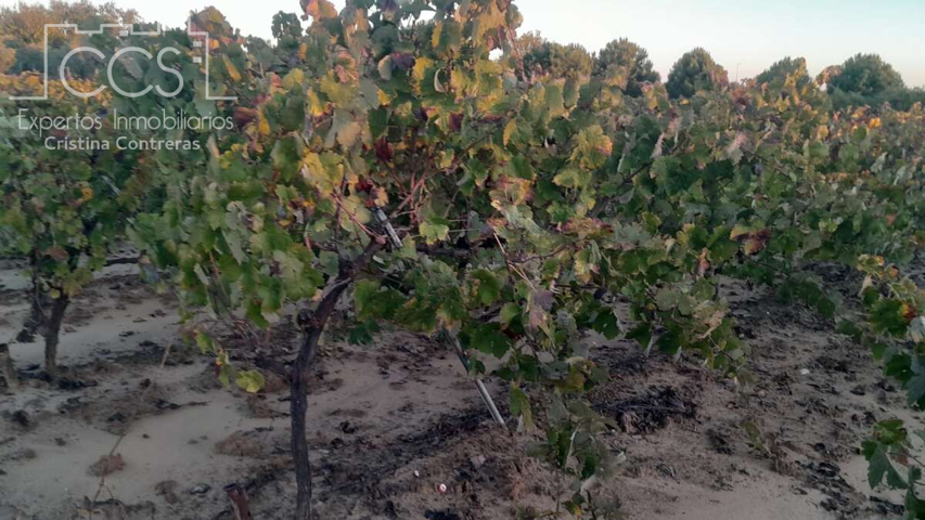 Venta de finca en CONCESIÓN de 1h. de terreno, con olivos y viñedos, en Almonte (Huelva) photo 0