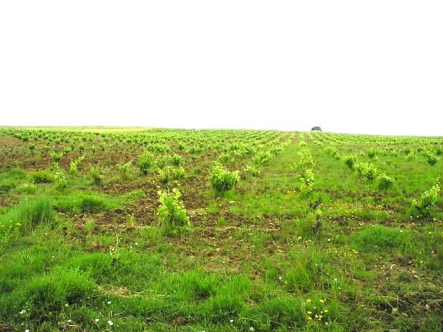 Terreno Urbanizable En venta en Puebla De Sancho Pérez, Puebla De Sancho Pérez photo 0