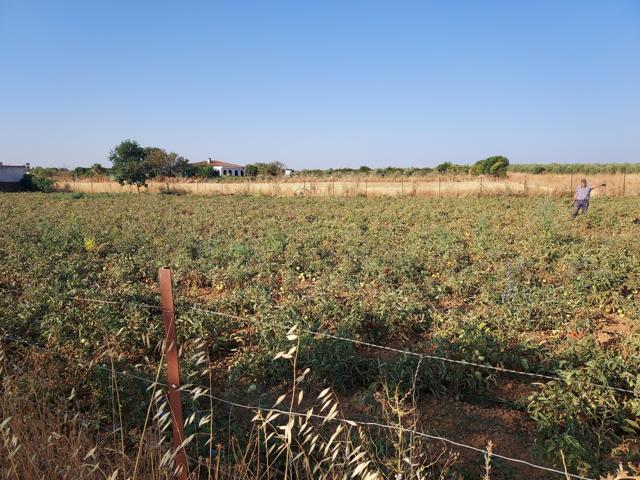 Terreno Urbanizable En venta en Puebla De Sancho Pérez, Puebla De Sancho Pérez photo 0