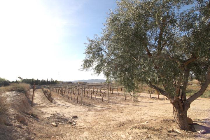 TERRENO CERCANO A MONFORTE photo 0