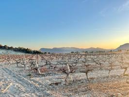 Agrícola En venta en Partida Salinetas, Novelda photo 0