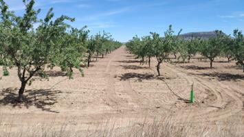 PARCELA CON ALMENDROS EN MONOVAR photo 0