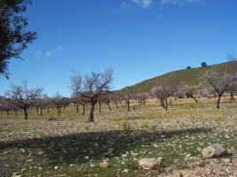 Terrenos Edificables En venta en Rebalso, Hondon De Las Nieves photo 0