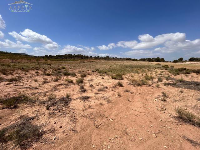 Terreno Jumilla zona Paraje Chamaleta photo 0