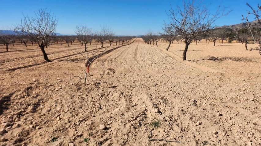 Terreno en Jumilla photo 0