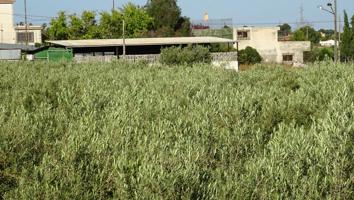 Parcela de 12.000 M2 en Peña Las Águilas, con nave de 260 M2 construidos photo 0