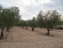 Parcela de 14676 m2 con 300 oliveras instaladas de riego por goteo. photo 0
