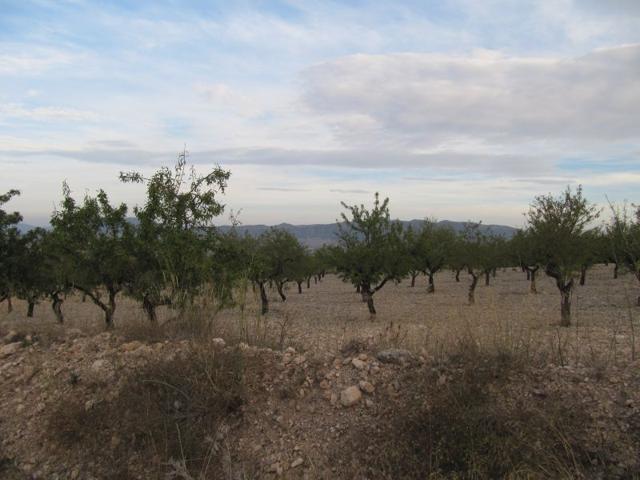 Parcela de 17601 m2 plantada de almendros y a 150 m. del casco urbano. photo 0