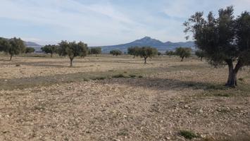 SE VENDE CUATRO PARCELAS EN SALINAS, DOS DE 50.000m Y DOS DE 20.000m, POR SEPARADO o EN CONJUNTO photo 0