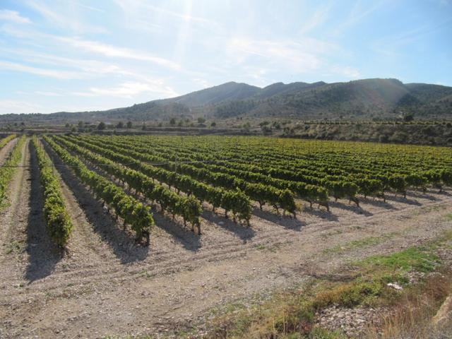 SE VENDE MARAVILLOSA FINCA EN ESPALDERA (MONOVAR) ALICANTE photo 0