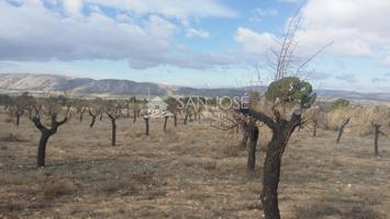 TERRENO RUSTICO EN BIAR CON ALMENDROS Y OLIVOS photo 0