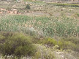 VENTA DE DE PARCELA EN NOVELDA , RÚSTICO AGRARIO DE SECANO photo 0