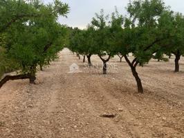 VENTA DE PARCELA EN PINOSO , RUSTICO AGRARIO ECOLÓGICO SECANO photo 0