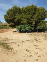 SE VENDE TERRENO EN LA ROMANA CON 14 TAULLAS EN ZONA CUEVAS DE SAN ANTON (ALICANTE) photo 0