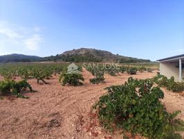 SE VENDE PARCELA EN PRODUCCION DE VIÑA MONASTRELL CON CASA, ALGUEÑA, ABANILLA, CASA VITIA photo 0
