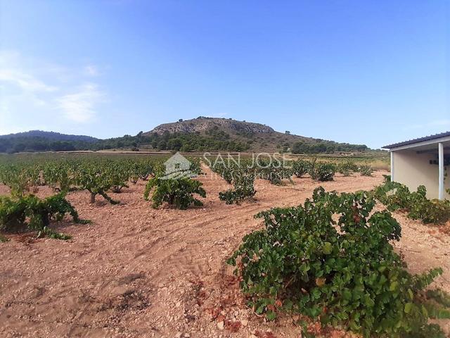 SE VENDE PARCELA EN PRODUCCION DE VIÑA MONASTRELL CON CASA, ALGUEÑA, ABANILLA, CASA VITIA photo 0