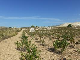 SE VENDE PARCELA EN PRODUCCION DE VIÑA MONASTRELL , ALGUEÑA photo 0