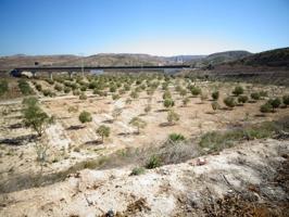 NUEVA PROPIEDAD EN VENTA DE TERRENO PLANTADO DE OLIVERAS CON 2 ALMACENES EN ASPE photo 0