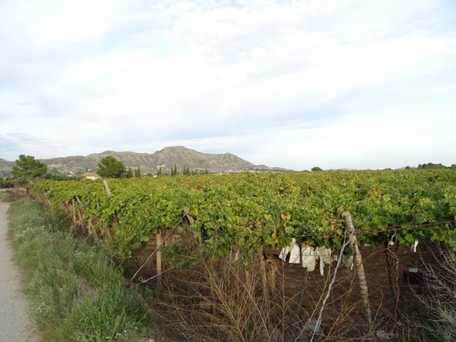 SE VENDE FINCA RUSTICA EN LA ZONA DEL ALCANÁ EN ASPE photo 0