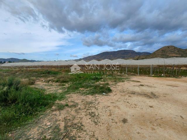 SE VENDEN DOS FINCAS CON PRODUCCION DE UVA EN MONFORTE DEL CID photo 0