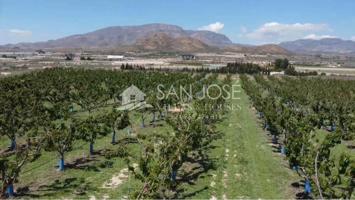 SE VENDE ARBOLES FRUTALES DE CEREZAS EN PLENA PRODUCIÓN photo 0