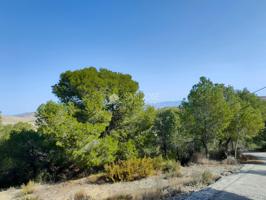INMOBILIARIA SAN JOSE VENDE PARCELA RUSTICA-NO SE PUEDE CONSTRUIR LEGAL NADA-EN ASPE-BORISA photo 0