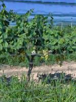 SE VENDE FINCA RÚSTICA EN PRODUCCIÓN UVA ECOLÓGICA CON CASA DE APEROS EN MONFORTE DEL CID. photo 0