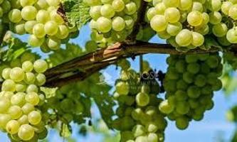 SE VENDE PARCELA EN PRODUCIÓN DE UVA Y PERMISIBLE PARA CONSTRUCCIÓN EN MONFORTE DEL CID. photo 0