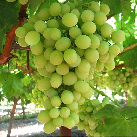 SE VENDE PARCELA DE UVA EN PRODUCCIÓN EN MONFORTE DEL CID. photo 0