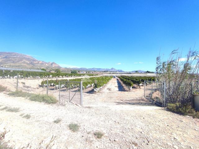 SE VENDE PARCELA DE 40.070 M DE UVA EN PRODUCCIÓN o CAMPO SOLAR. photo 0