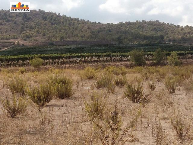 SE VENDE PARCELA RÚSTICA EN LAS AFUERAS DE ASPE IDEAL PARA ACTIVIDAD DE CULTIVO photo 0