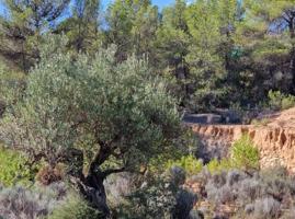 SE VENDE PARCELA - 27.000 MTS - FACIL ACCESO - TIBI photo 0