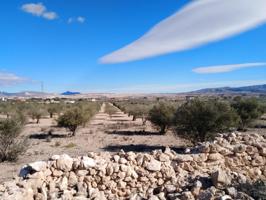 Parcela olivar en Caudete Palomares (Albacete) photo 0