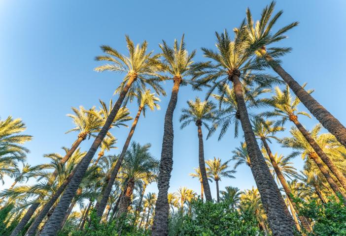 TU CAPRICHO EN EL CENTRO DE ELCHE photo 0