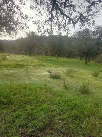 Finca con 20 Hectáreas a la venta en el mejor entorno rural de Sevilla photo 0