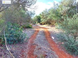 Finca rústica a la venta con casi 7 hectáreas en Gerena, Sevilla photo 0