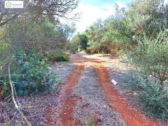 Finca rústica a la venta con casi 7 hectáreas en Gerena, Sevilla photo 0