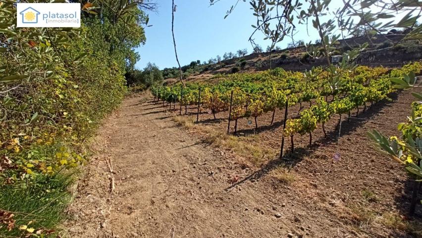 Finca rústica a la venta en Gerena zona camino piedra caballera photo 0