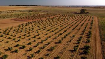 Sumérgete en la Pasión Vinícola: Adquiere tu Propio Viñedo en Moraleja del Vino photo 0