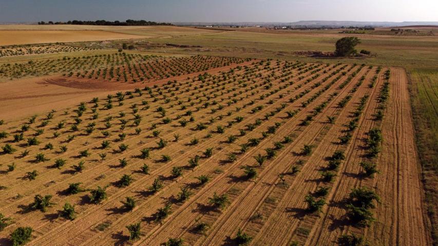 Sumérgete en la Pasión Vinícola: Adquiere tu Propio Viñedo en Moraleja del Vino photo 0