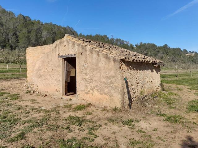 OPORTUNIDAD ESPLENDIDA FINCA DE REGADIO EN VENTA EN GINESTAR ( RIBERA D´EBRE photo 0